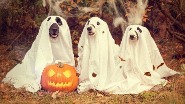 Halloween Costumes for Dogs