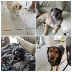 Photo of Popeye, Boeing, Oliver and Raisin