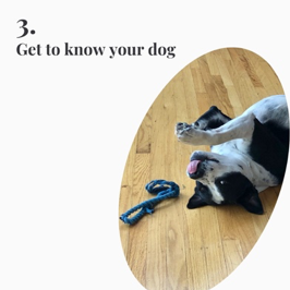 Get to know your dog