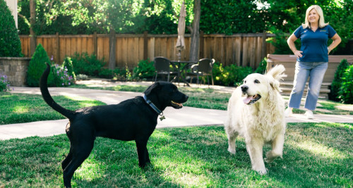 A Golden Retriever and a Black Labrador play in a backyard
