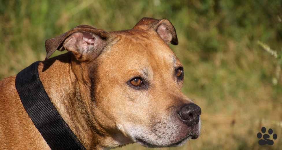 A Pit Bull Terrier attentively waiting outside