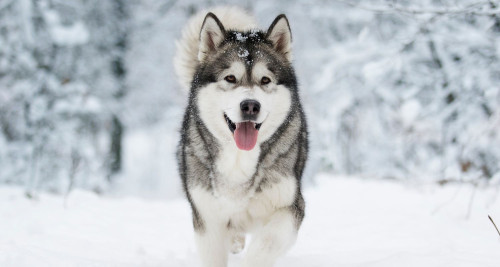 A Siberian Husky enjoying a walk in the snow