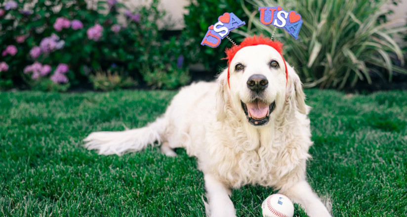 Golden retriever in a grassy yard wearing patriotic USA hat