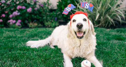 Golden retriever in a grassy yard wearing patriotic USA hat