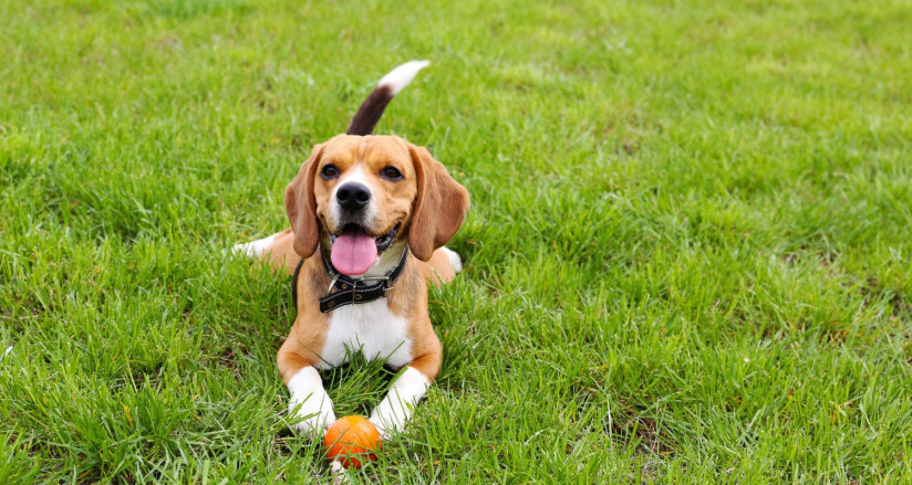 Beagle playing with a ball in a grassy field