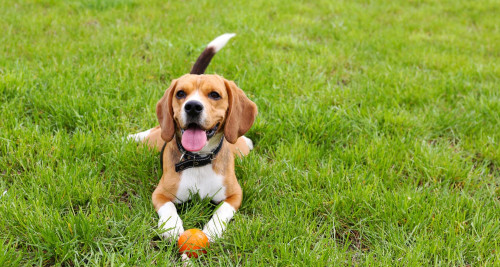 Beagle playing with a ball in a grassy field