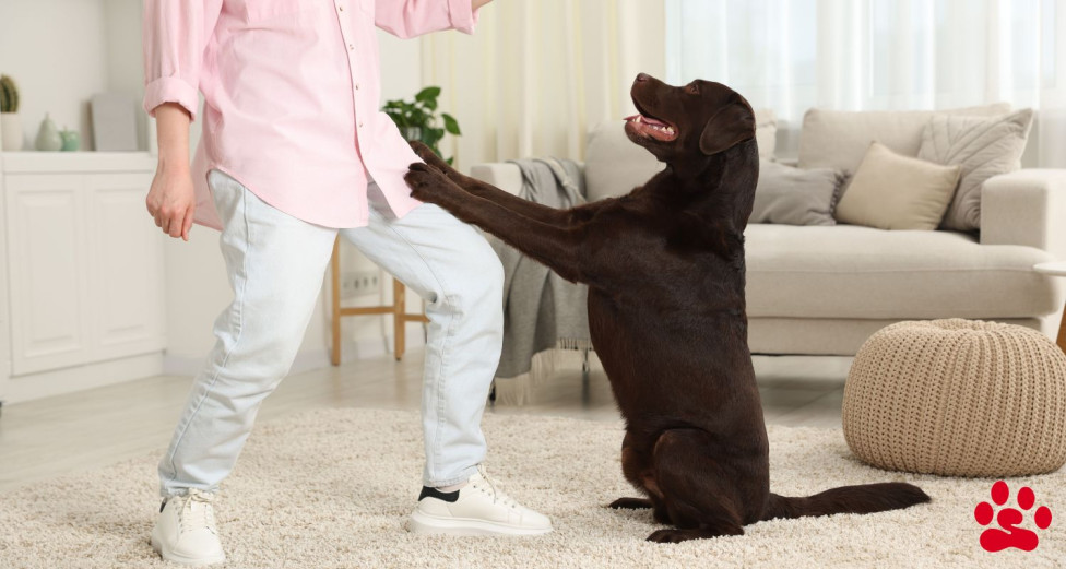 Brown Labrador learning dog obedience training