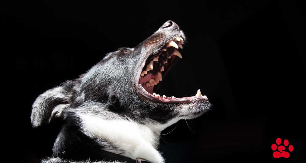 Dog barking aggressively
