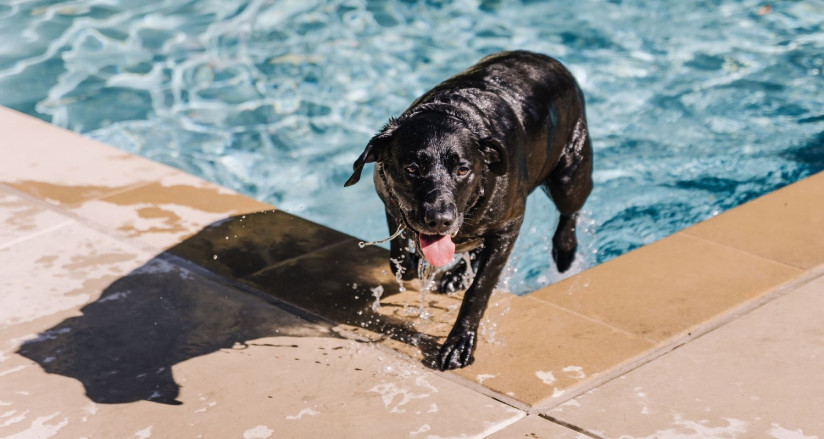 Dog exiting a pool after going for a swim