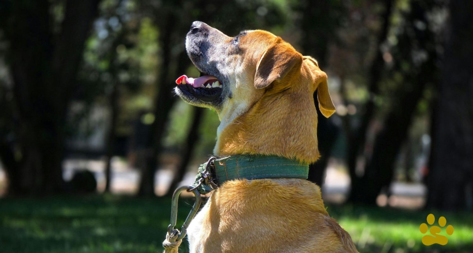 Professional dog trainer communicates with a dog without relying on treats