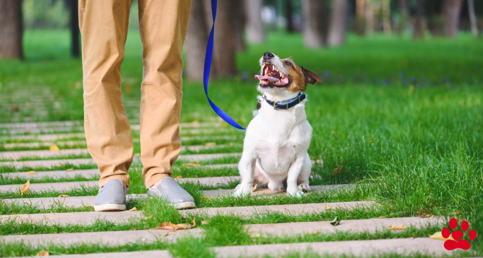 Dog looking at owner while walking on a leash
