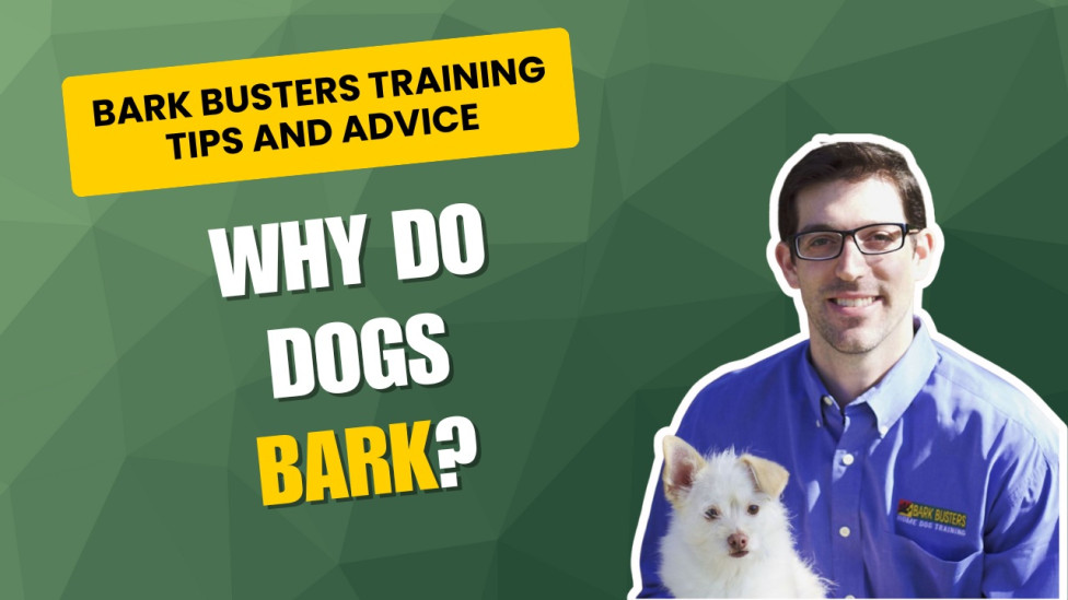 Dog trainer gives advice about barking