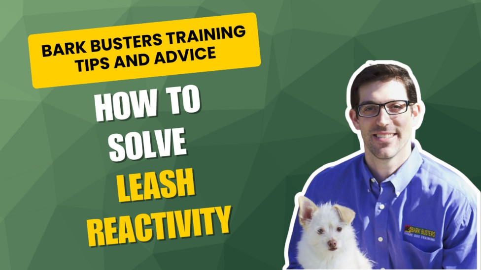 Dog trainer gives advice about leash reactivity