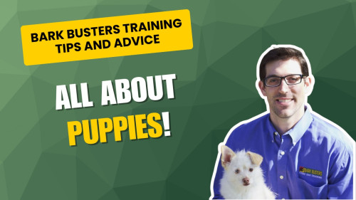 Dog trainer gives advice about puppy training