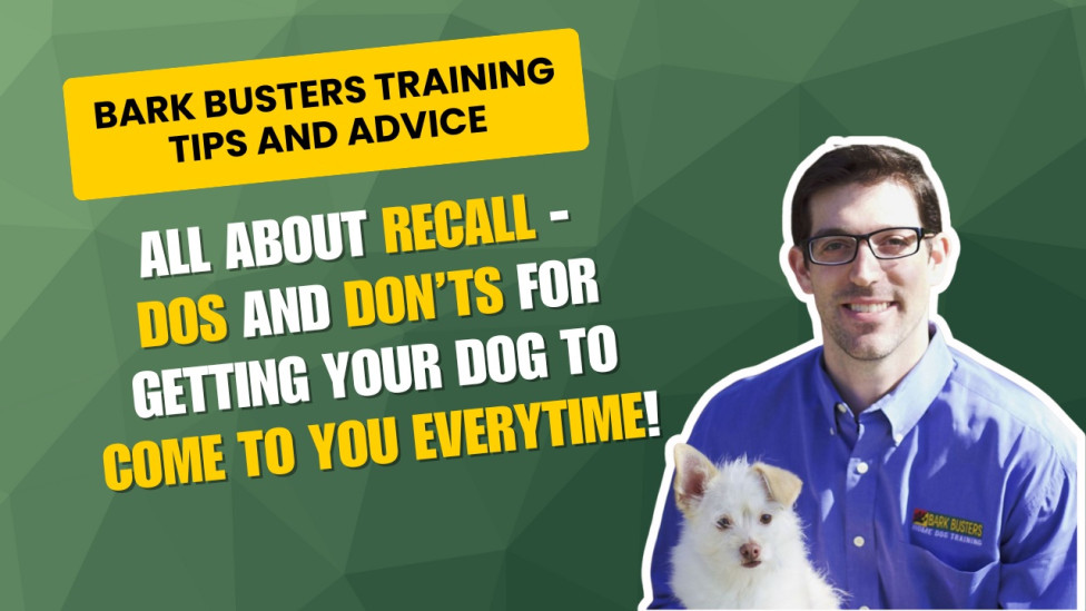 Dog trainer gives advice about recall