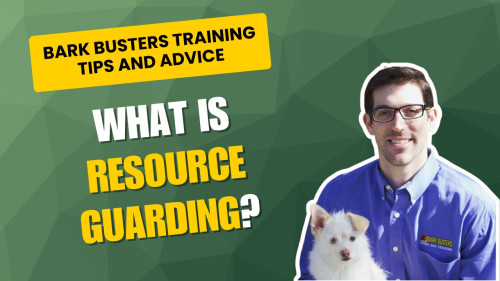 Dog trainer gives advice about resource guarding