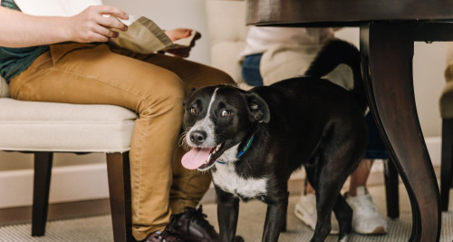 Dog under the dinner table looking for scraps of food
