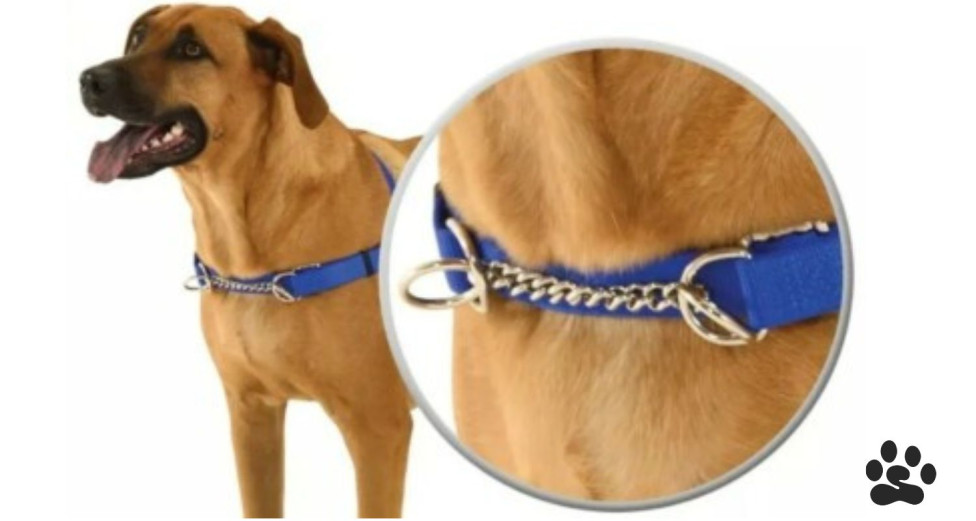 Dog wearing a Wagg Walker harness