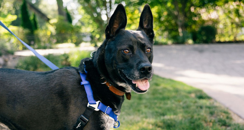 Dog wears a WaggWalker harness by Bark Busters