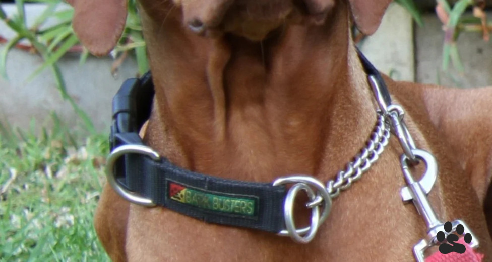 Dog wears bark busters training collar