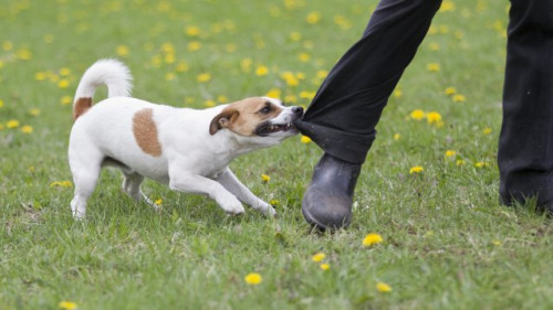 Aggressive Small Dog Biting Man's Pant Leg