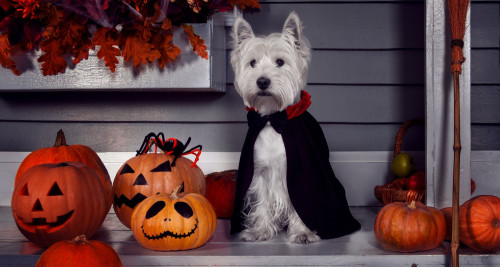 Dog in Halloween Costume