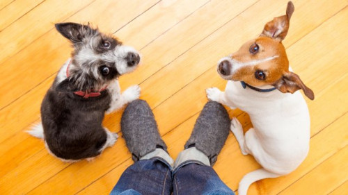 Dogs Looking Up at Dog Owner at Home