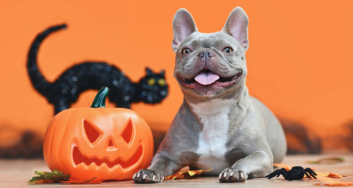 French Bulldog sits next to a Jack O Lantern for Halloween