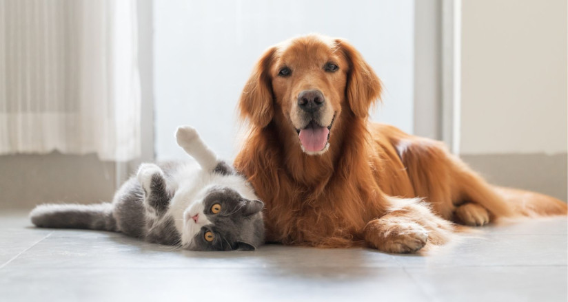 Golden retriever and British shorthiar cat lying on the floor