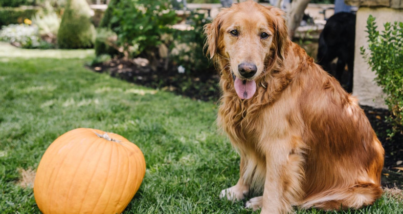 Golden retriever in the backyard with a pumpkin