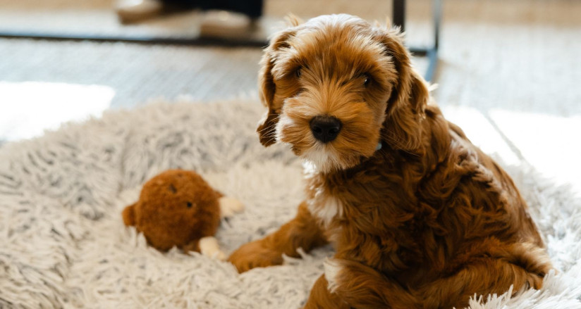 Goldendoodle puppy on a dog bed
