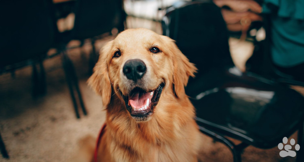 Happy Golden Retriever waiting with its owner