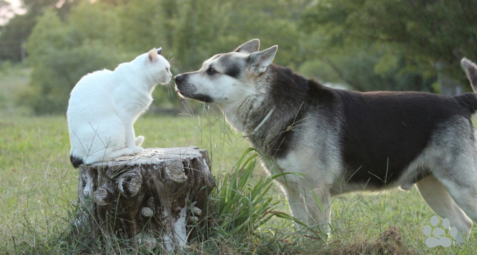 How to Introduce a Dog to a Cat