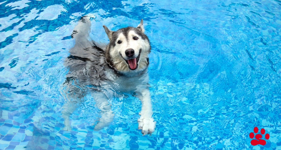 Hyperactive Husky swimming in a pool