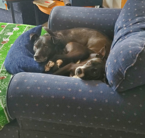 Jamie fosters dog on couch