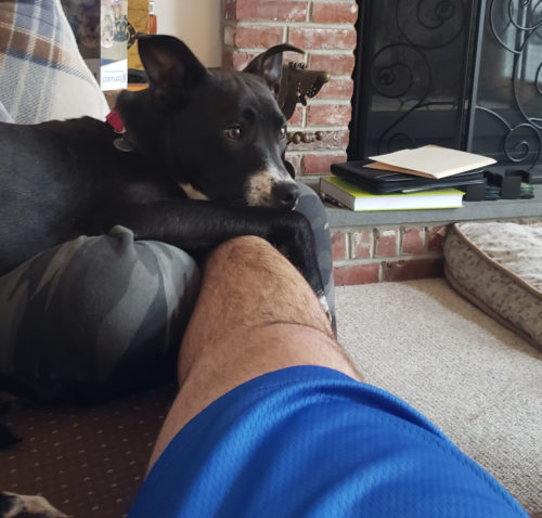 Jamie the foster dog 6 week recap