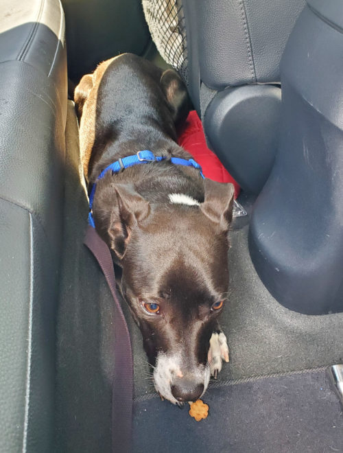 Jamie the foster dog learning how to ride in a car
