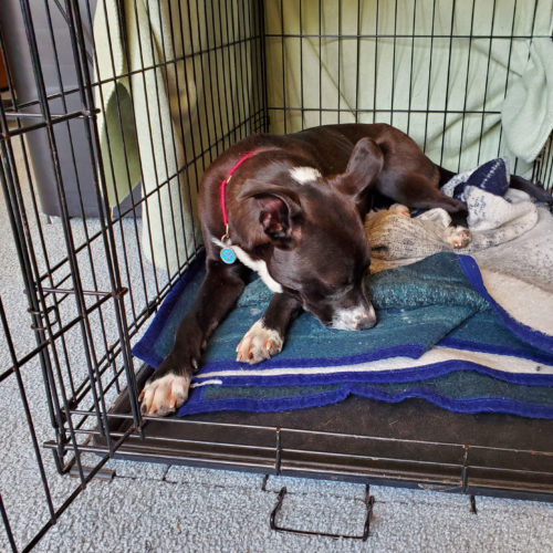 Jamie the foster dog resting in a crate