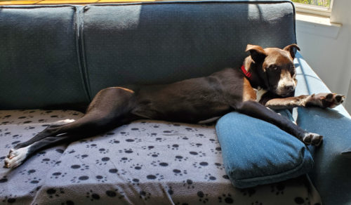 Jamie the foster dog stretches out on a couch