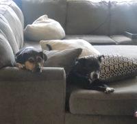 Jamie the foster dog with her dog sibling on the couch