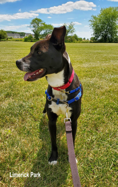 Jamie the happy foster dog in a grassy field
