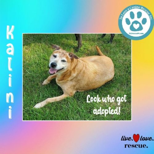 Kalini a senior foster dog gets adopted
