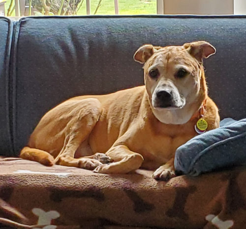 Kalini the senior foster dog rests on the couch
