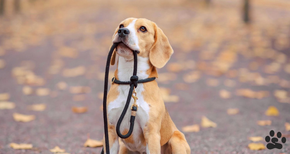 Obedient Dog Holding a Leash