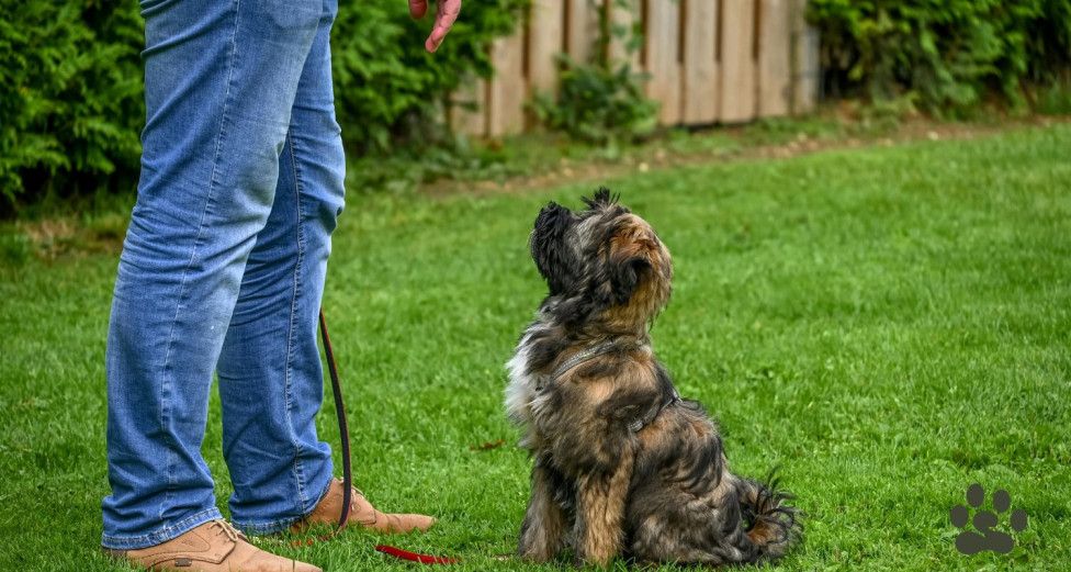 Puppy being trained by its owner in the backyard