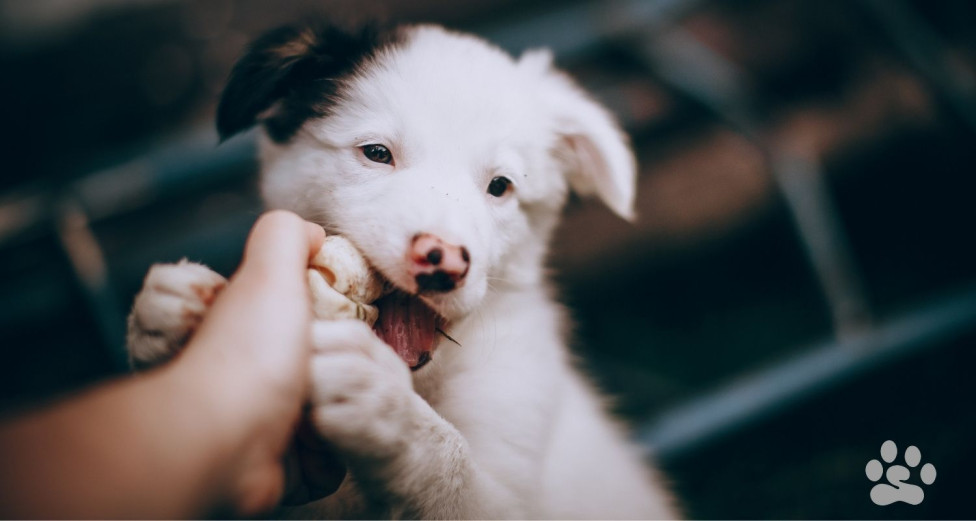 Puppy biting and chewing