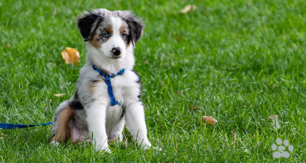 Puppy in a grassy field learning obedience and leash walking