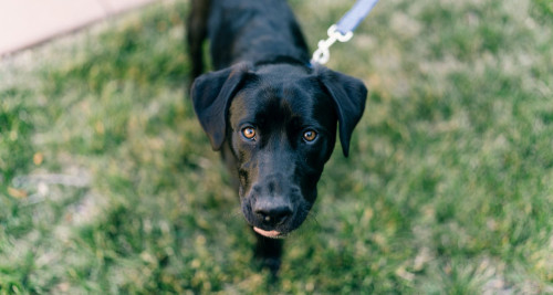 Puppy labrador lookig up at owner