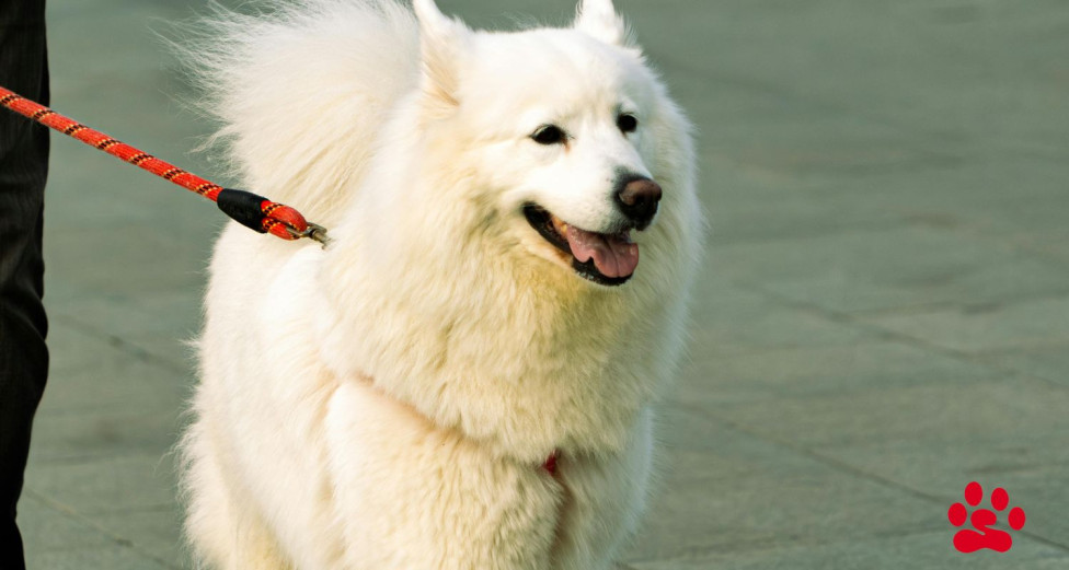Samoyed dog pulling on a leash