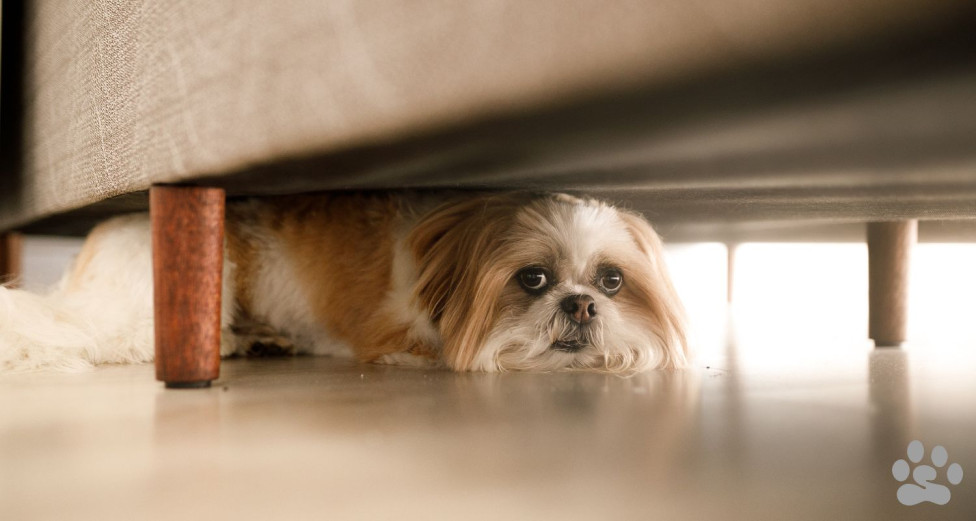 Scared dog hiding under a couch